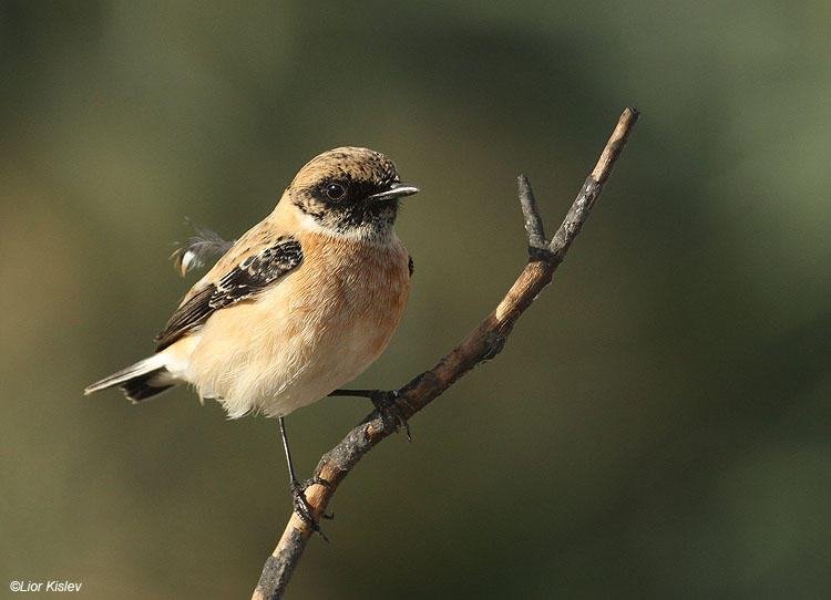       Eastern Stonechat  Saxicola  variegata / armenica .          the Btecha  Israel,October 2010, Lior Kislev     